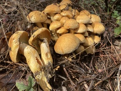 Gymnopilus ventricosus