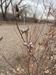 Rabdophaga strobiloides