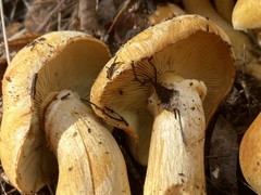 Gymnopilus ventricosus