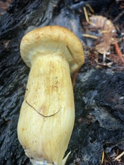 Gymnopilus ventricosus