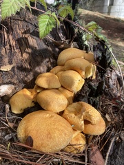 Gymnopilus ventricosus