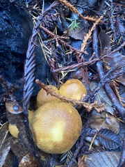 Gymnopilus ventricosus