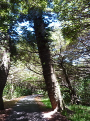Araucaria columnaris