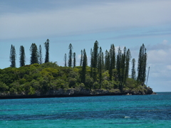 Araucaria columnaris