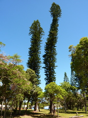 Araucaria columnaris