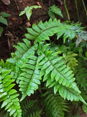 Adiantum latifolium
