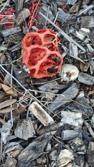Clathrus ruber