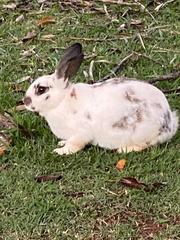 Oryctolagus cuniculus domesticus
