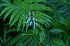 Orthosiphon aristatus