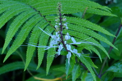 Orthosiphon aristatus