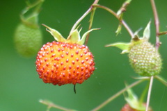 Rubus fraxinifolius