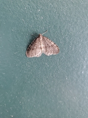 Operophtera bruceata