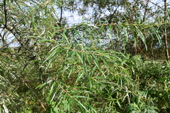 Salix schwerinii