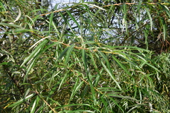 Salix schwerinii