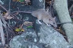 Rattus rattus