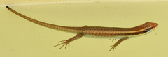 Trachylepis wahlbergii