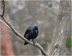 Corvus monedula cirtensis