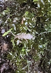 Entomobrya unostrigata