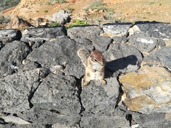 Atlantoxerus getulus