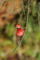 Ephedra foeminea