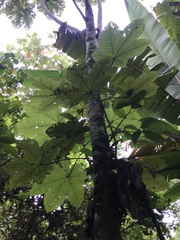 Vasconcellea pubescens