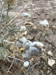 Asphondylia neomexicana