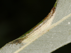 Phyllonorycter salictella