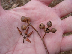 Eucalyptus tereticornis
