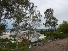 Eucalyptus tereticornis