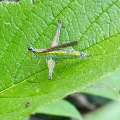 Eumastacidae
