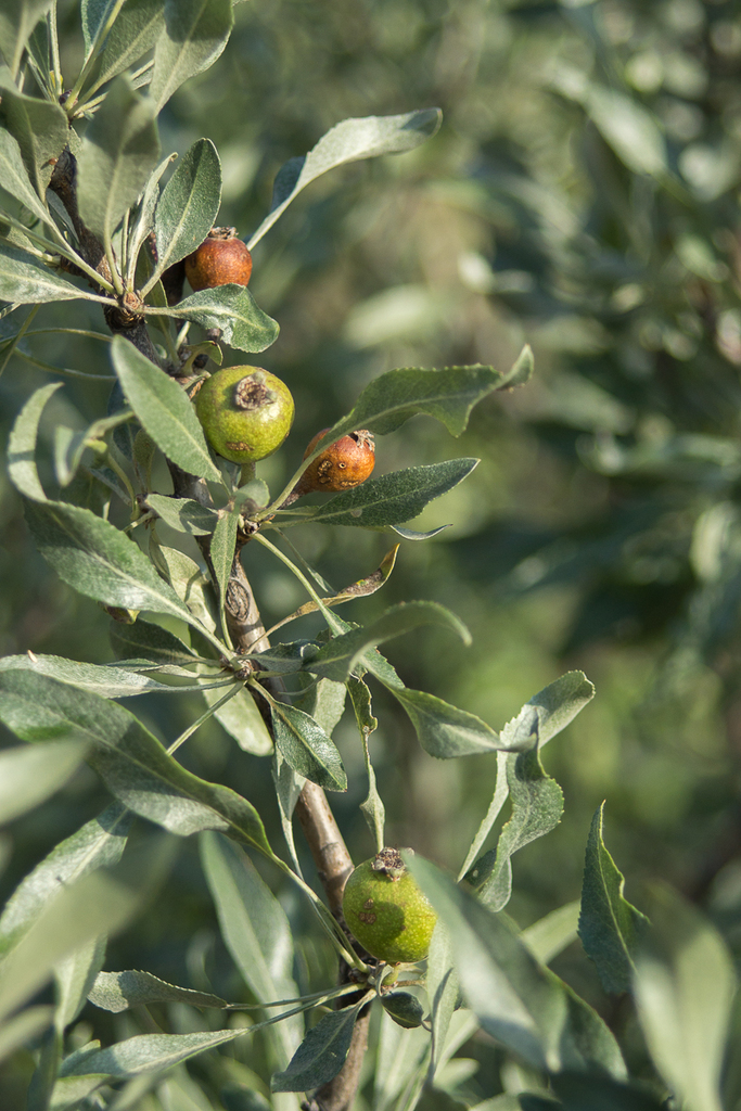 Hayastanyan Pear