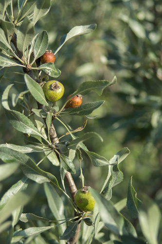 Hayastanyan Pear (Pyrus hajastana)