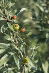 Pyrus elaeagrifolia