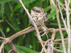 Hydropsalis cayennensis