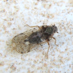 Cixius nervosus