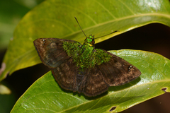 Gorgopas trochilus