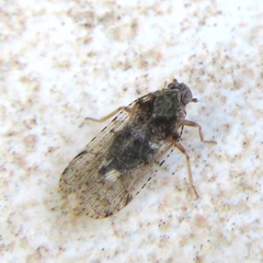 Cixius nervosus
