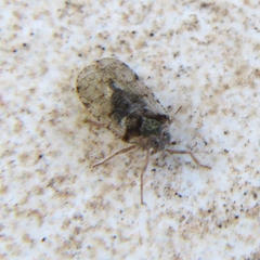 Cixius nervosus