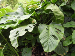 Monstera adansonii