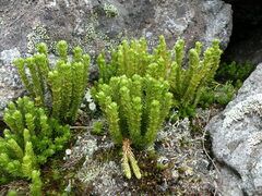 Huperzia appressa