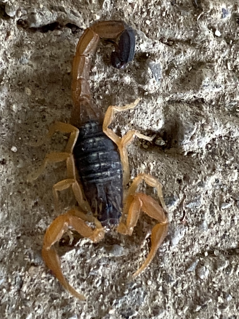 Rhopalurus caribensis