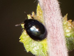 Plagiodera versicolora