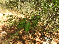 Condalia velutina