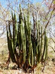 Isolatocereus dumortieri