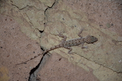Cyrtopodion scabrum
