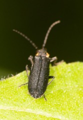 Podabrus rugosulus