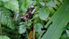 Micrathena sexspinosa