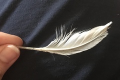 Sterna