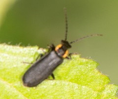 Podabrus rugosulus