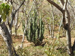 Isolatocereus dumortieri